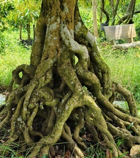 Mai vàng gốc khủng Bến Tre